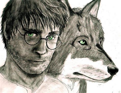 Harry Potter Wolf Animagus By Ashleymd7 On Deviantart