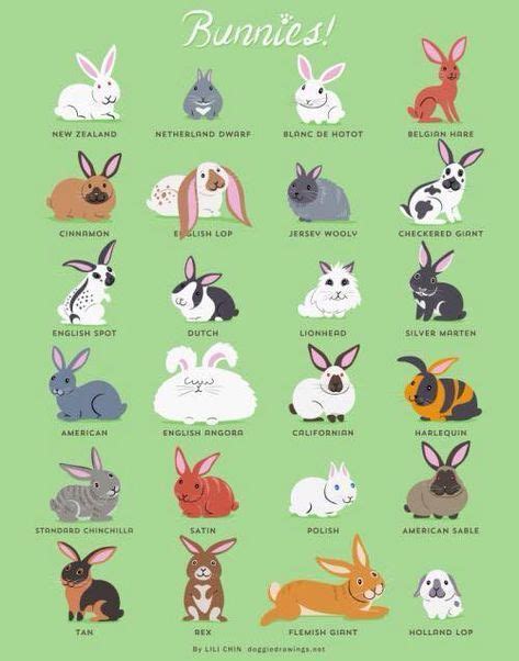 We Present To You A Chart Of Bunnies Rabbit Breeds Pet Bunny Pet