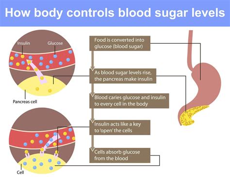Well if you remember how insulin works, it brings blood sugar down. 7 Unknown Reasons Why Sugar is a No-No (UPDATE: Jun 2018) | 8 Things You Need to Know