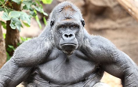 This means that it is not eligible for registration with the akc, though it has been accepted by other organizations like the american canine hybrid club, the designer breed registry, and the international designer canine registry. How Do Gorillas Get So Big And Strong While Being ...