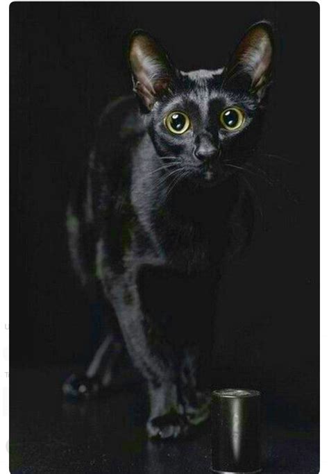 Sleek Black At With Big Green Eyes Черная кошка Животные Милые котики