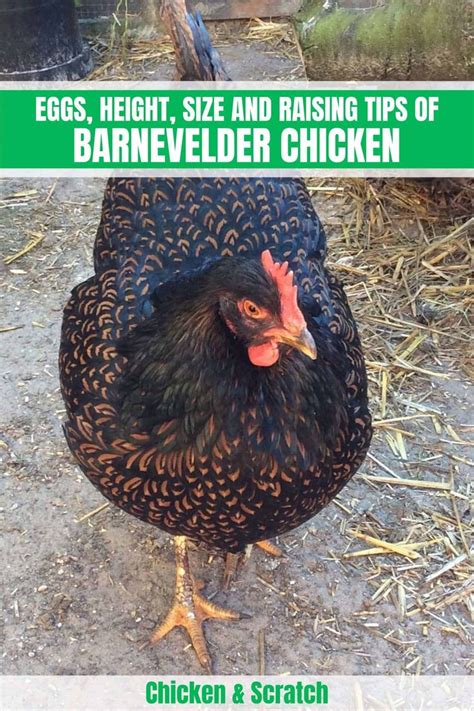 Barnevelder Chicken Eggs Height Size And Raising Tips Barnevelder