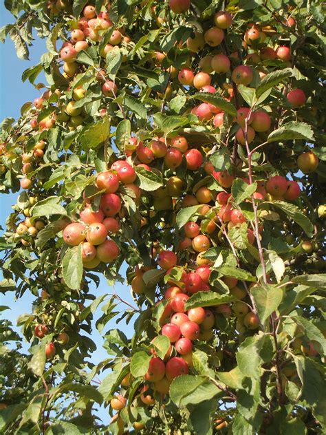 Disease resistant ornamental tree fruit: Tree Fruit | Western Washington Tree Fruit & Alternative ...