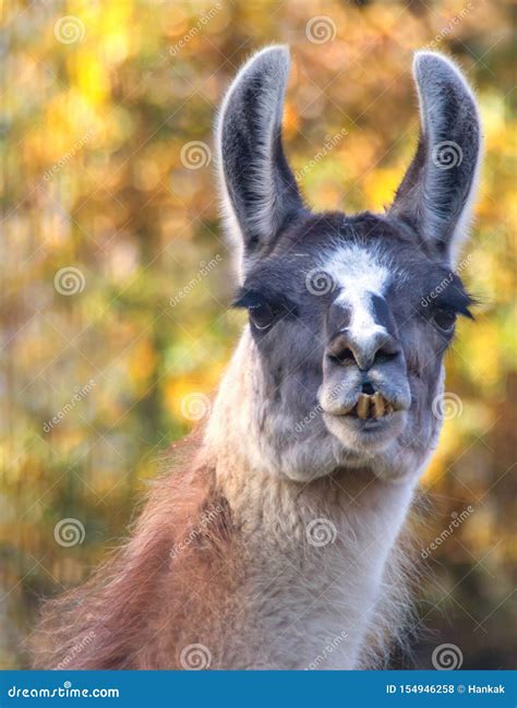 Portrait Of Llama Stock Photo Image Of Face Wildlife 154946258
