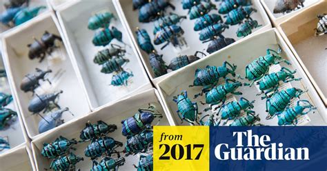 Couple Donates Bug Collection Worth 10m A Goldmine For Researchers
