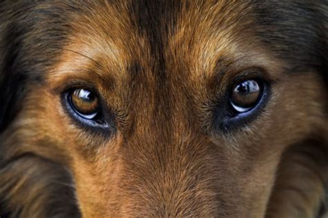 Effective Home Remedies For Dog Eye Discharge Puainta®