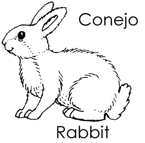 Imagenes para dibujar en Ingles y español: Animales del Bosque para