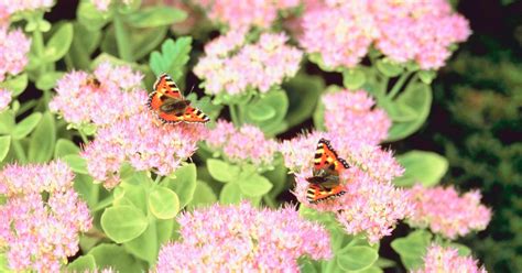 We have colorful succulents and flowering cactus plants if you when it comes to plants like cacti and succulents, the home depot has you covered. Flowering succulent plant identification | eHow UK