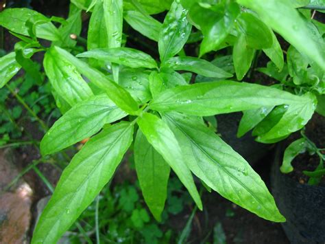 Drooping clinacanthus, sabah snake grass malay name : Blog Berkaitan Tanaman Herba, Sayuran dan Tanaman Eksotik ...