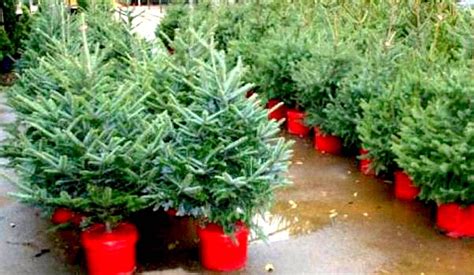 Live Potted Christmas Trees Home Depot