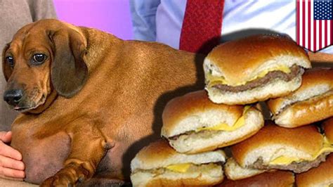 Obese Weiner Dog Loses 44 Pounds After No Longer Eating White Castle