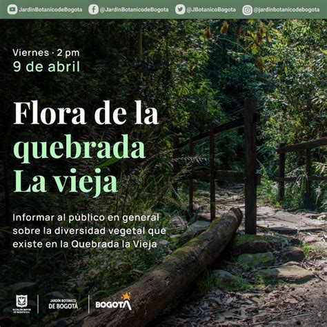 Descubre La Flora Que Reverdece La Quebrada La Vieja Observatorio Ambiental De Bogotá