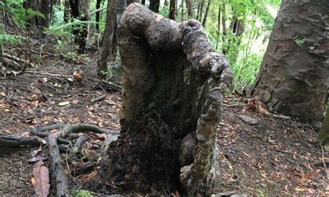 A Tree Stump That Should Be Dead Is Still Alive Heres Why