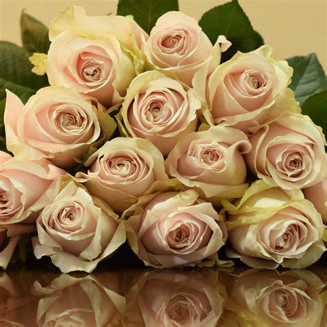 Sweet Avalanche Roses