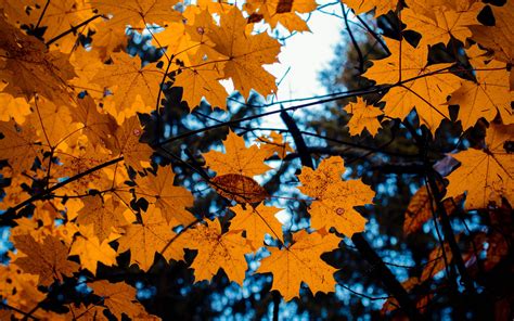 Download Wallpaper 3840x2400 Maple Leaves Autumn Branches 4k Ultra