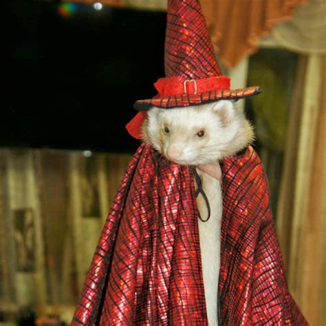 Pet Costumes Ferrethalloween Witch Costume For Ferrets Witch Etsy