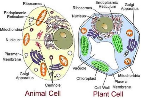 That cells can be of different shapes and sizes. The Cell - Notes - Biology | Mrs. McComas