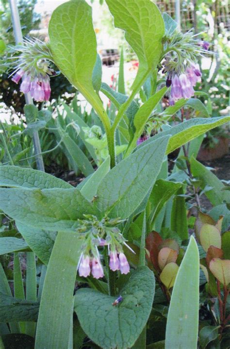 What does each flower symbolize? Comfrey, has healing properties | Plants, Plant leaves, Garden
