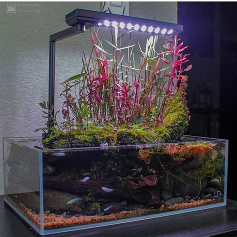 Choosing The Best Live Freshwater Aquarium Plants Buy This More