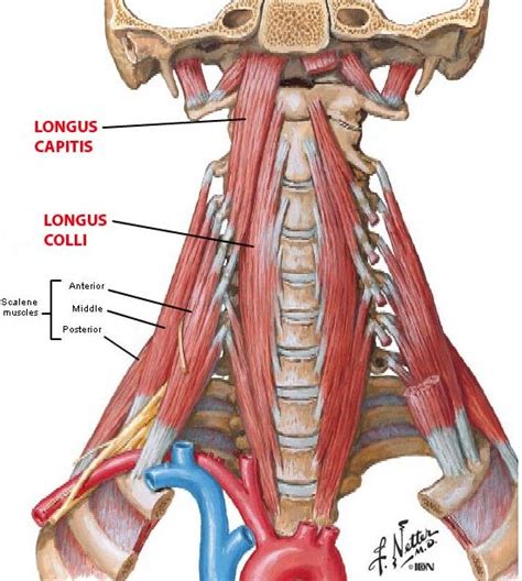 We did not find results for: Cervical Motor Control Part 1 - Clinical Anatomy of ...