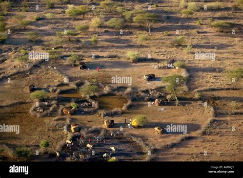 Aerial View Of Masai Village In Nature S Circle And Goat Herds Near