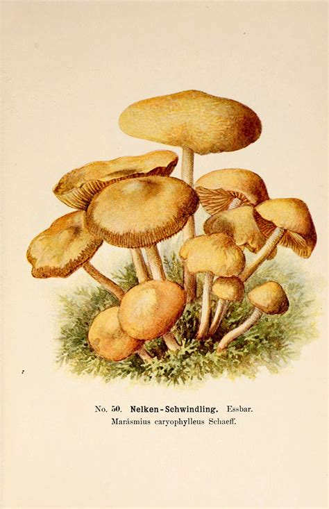 Scientificillustration Stuffed Mushrooms Fairy Ring