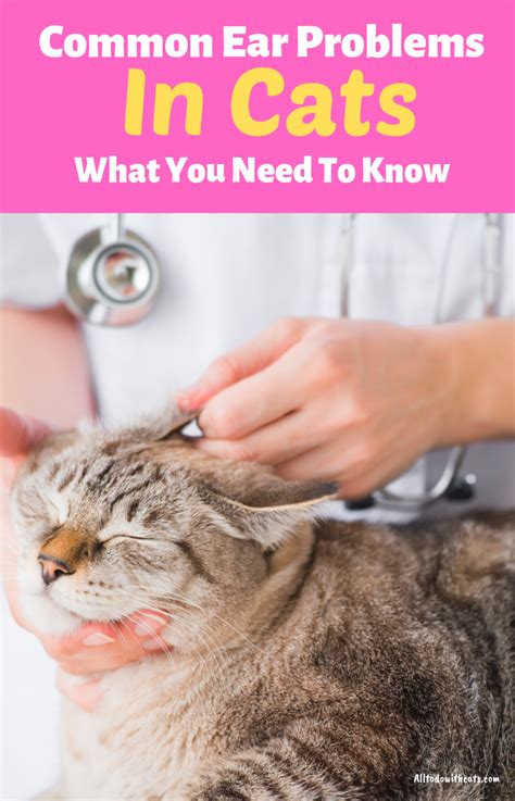 Ear Wax Vs Ear Mites In Cats
