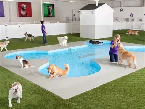 Jfk Is Opening A 48 Million Luxury Terminal For Pets Business