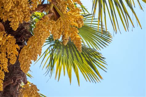 Palm Tree Blooming Yellow Flowers Against Blue Sky Stock Image Image