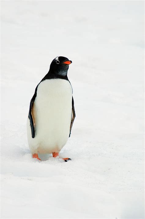 One Gentoo Penguin Walking In Snow Photograph By Animal Images