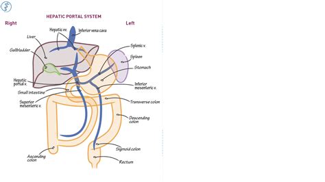 Anatomy Physiology Hepatic Portal System Essentials Draw It To