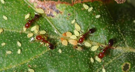 Fire Ants ‘aphid Ranching Skills May Be Key To Their