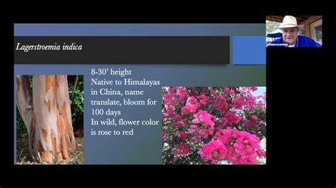 Despite the severity of the damage to crape myrtle, there. Crape-Myrtle Bark Scale and the BCMG Association Meeting ...
