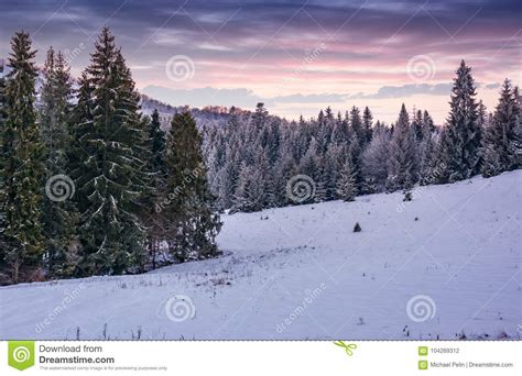 Spruce Forest On A Snowy Hillside At Dusk Stock Photo Image Of Nature