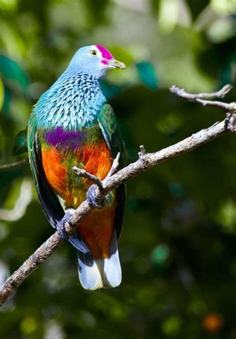 Curiosidades Del Mundo Aves Hermosas E Increíbles Del Mundo