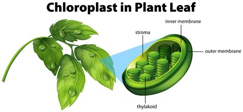 Chloroplast Vector Art Icons And Graphics For Free Download