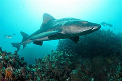 Spotted Gully Shark Information And Picture Sea Animals