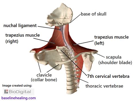 Broadly considered, human muscle—like the muscles of all vertebrates—is often divided into striated muscle, smooth. nuchal ligament supraspinous ligament