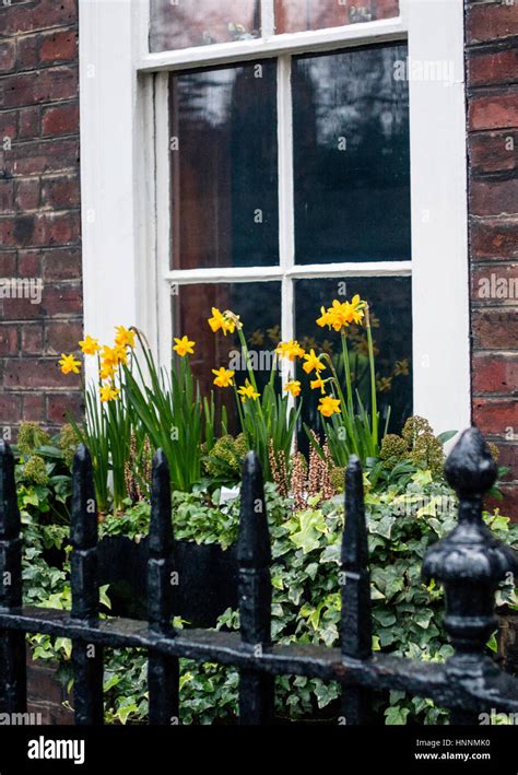 Daffodil Window Box London England Uk Stock Photo Alamy