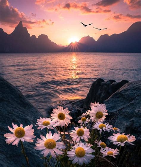 Beautiful Sunset In The Mountains Sunset Flowers Mountain Aesthetic