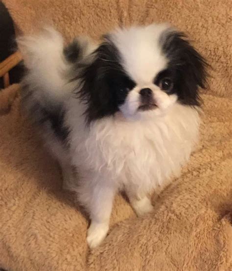 Pin By Aubree Shannon On Japanese Chin Japanese Chin Puppies