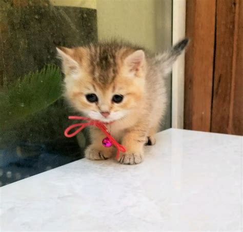 Pe Guo Male British Shorthair Cat For Adoption In Texas United