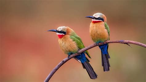Two Bee Eater Birds Are Standing On Stick In Colorful Blur Background