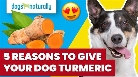 5 Reasons To Give Your Dog Turmeric Youtube