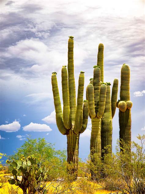 Four Saguaro Cactus Blooming At Vulture City Tandk Images