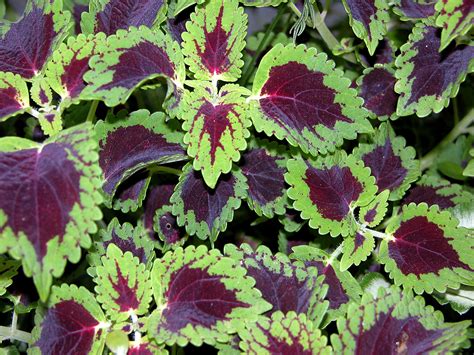 Flowering Shade Plants For South Florida The Top 12 Groundcover