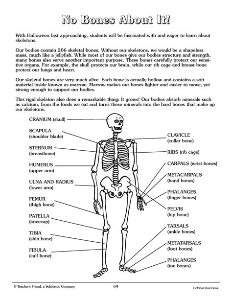 Printable Skeletal System Worksheet