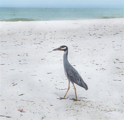 Bird Walking The Beach Stock Photo Image Of Heron Beach 221331410