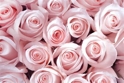 18 Rose Color Meanings That Are Just More Than Romantic Facts Bridage