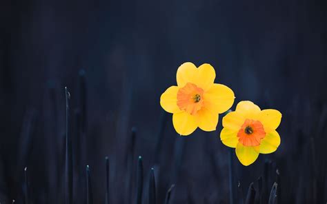 Nature Daffodil Hd Wallpaper
